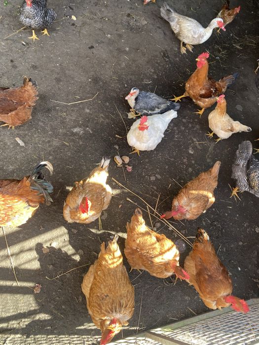 Ovos caseiros frescos