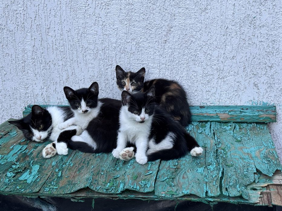 Віддам котят безкоштовно