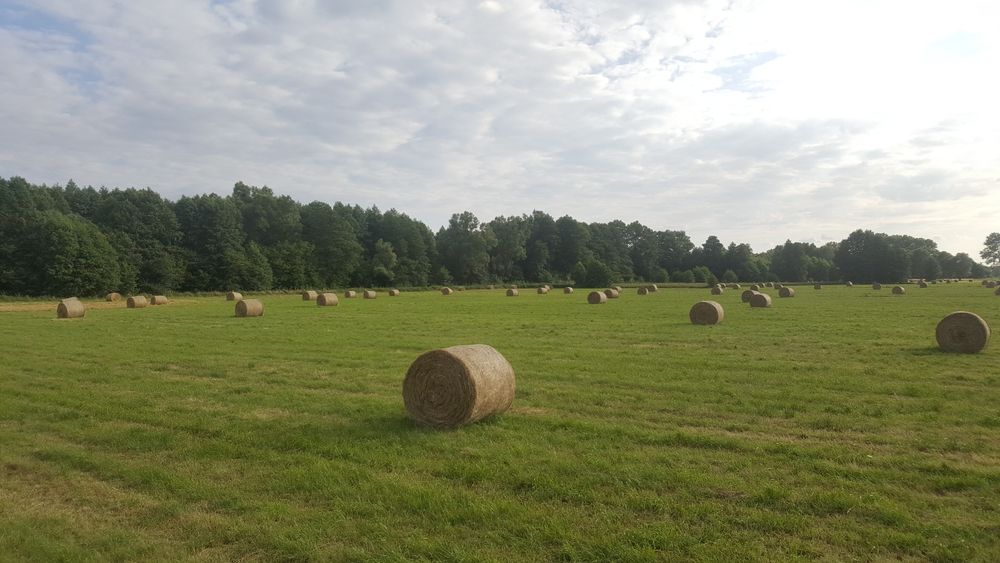 Siano dla koni pierwszy i drugi pokos Transport