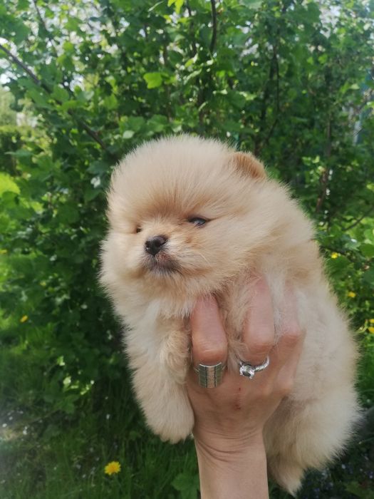 Хлопчикі шпіц, Львів
