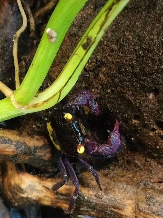Krab Wampir Geosesarma Denerle