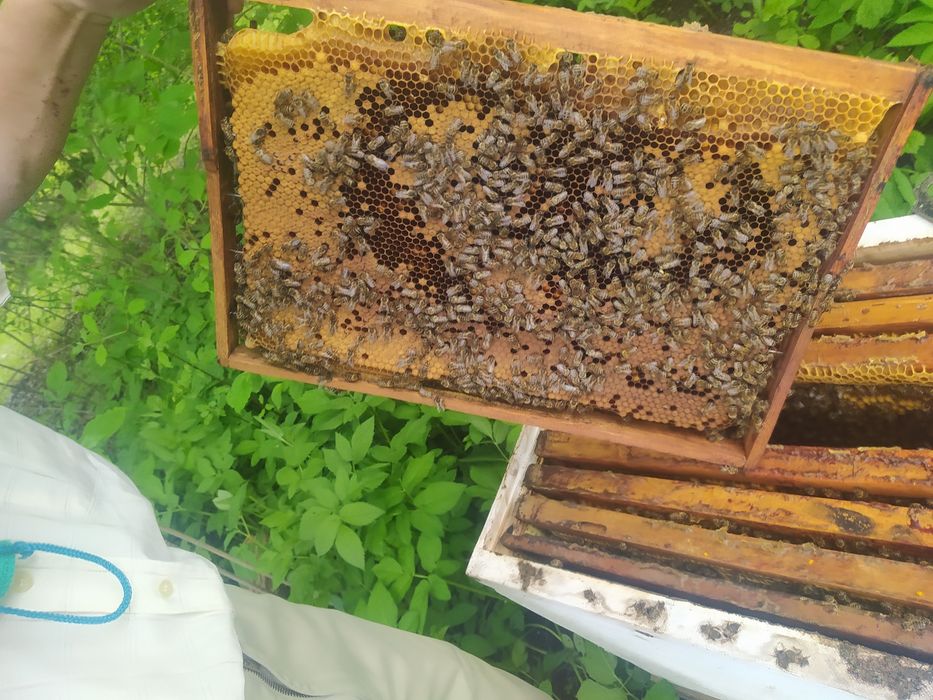 Бджоли, Бджолопакети