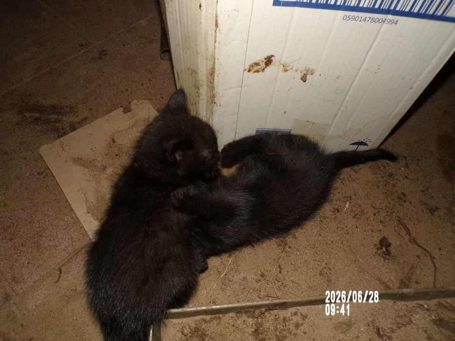 Oddam 5 kociaków w dobre ręce