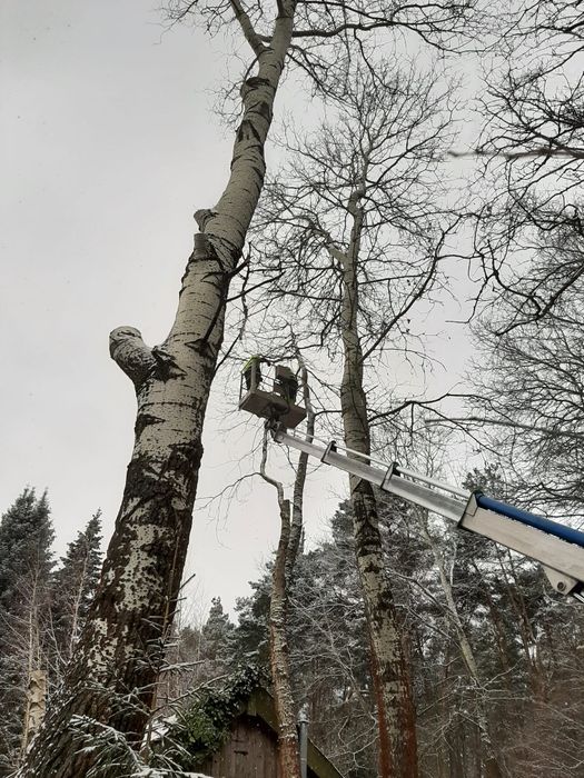 Wycinka, pielęgnacja drzew