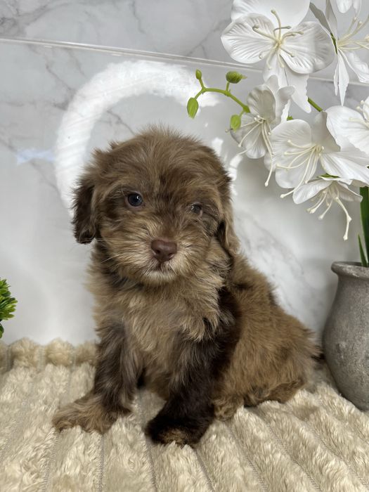 Люксові пудельки щоколад і щоколадний мерле