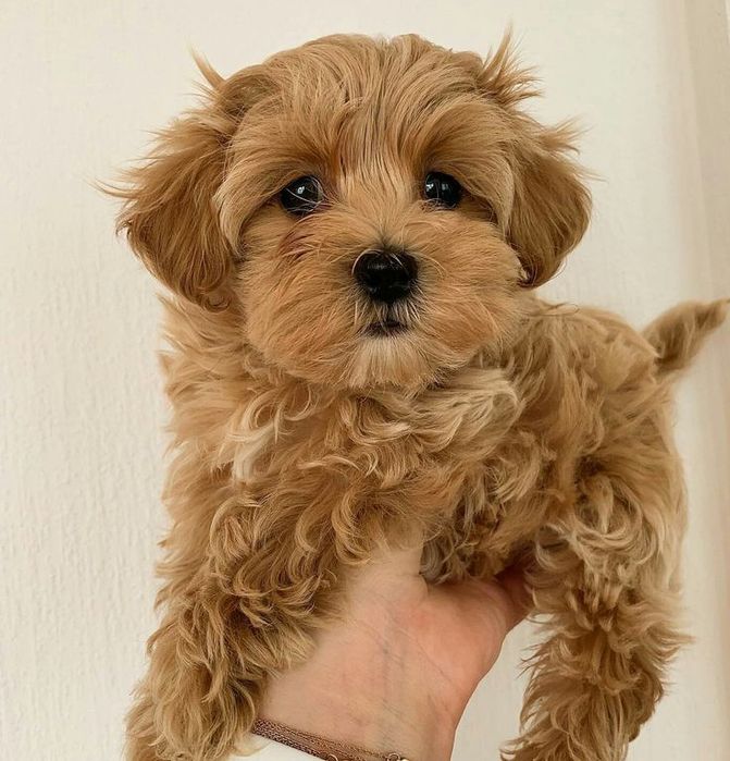 Мальтіпу – маленькі собаки з великим серцем