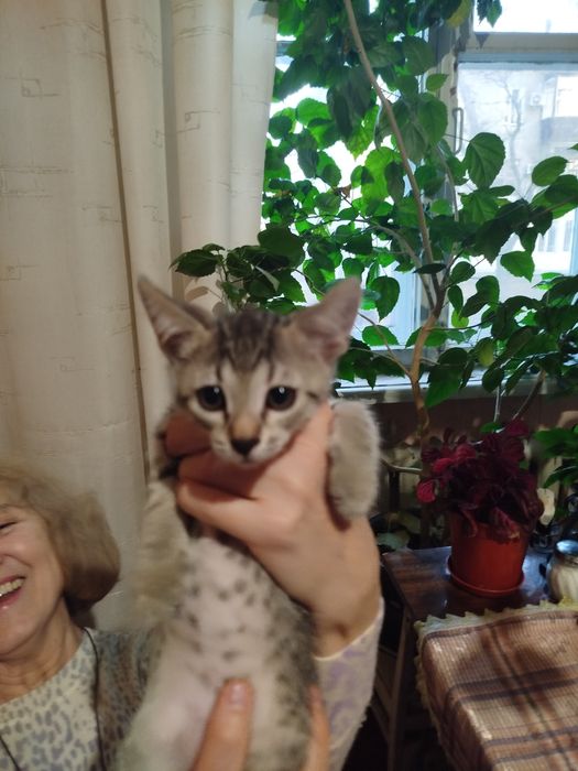 Кошенята шукають домівку