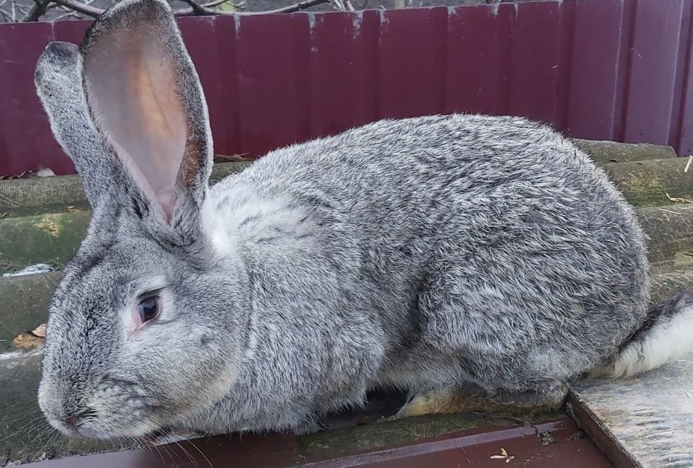 Продаються кролики породи шиншила