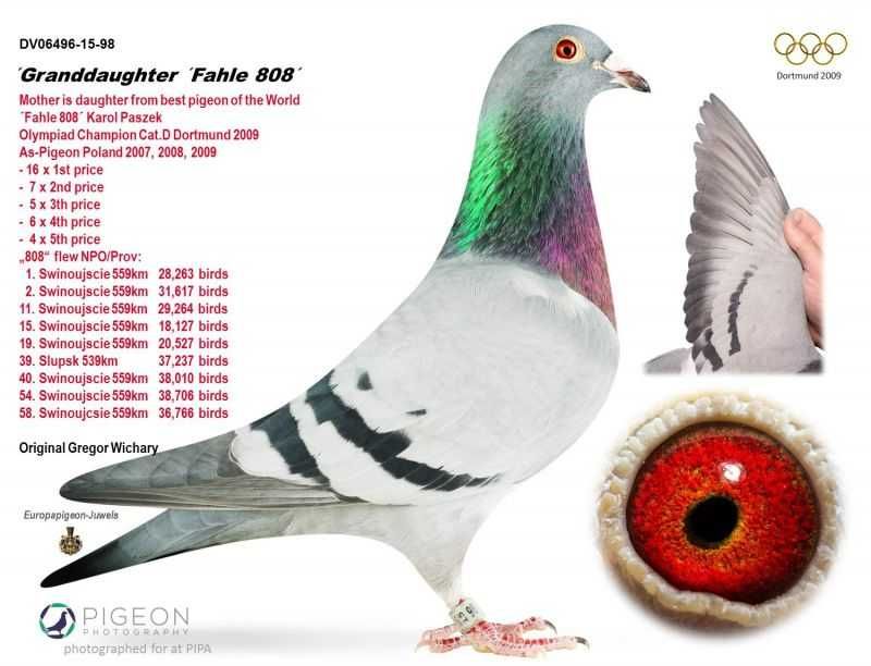 gołębie pocztowe inbred 808 / MAŁY VOS i  HET WONDER