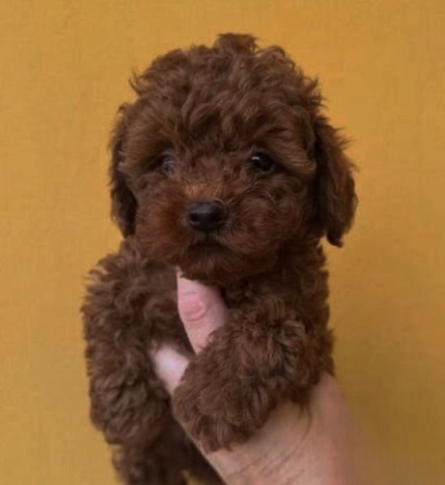 Мальчик тикап той пудель китай