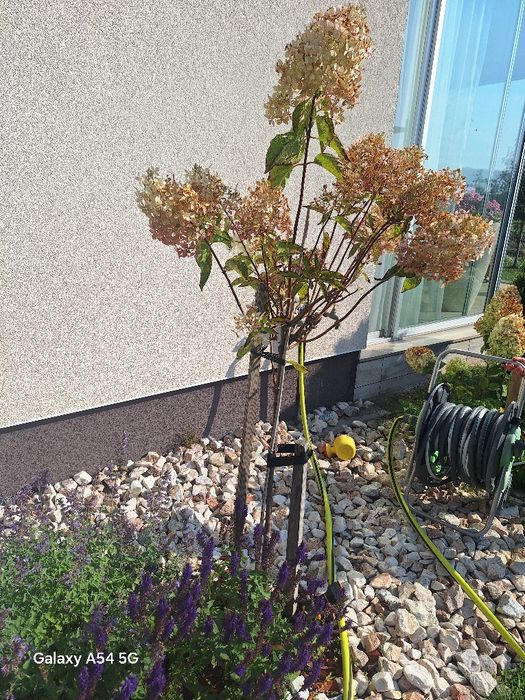 Odsprzedam hortensje na pniu