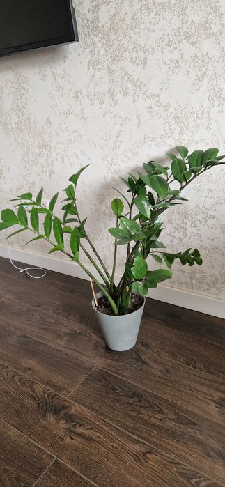 Замиакулькас шикарный красавчик