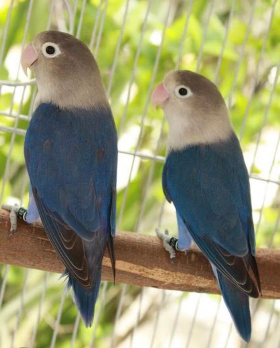 Agapornis e Periquitos Puros