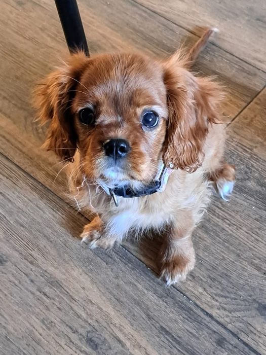 Cavalier king charles spaniel rubinowy.   REZERWACJA