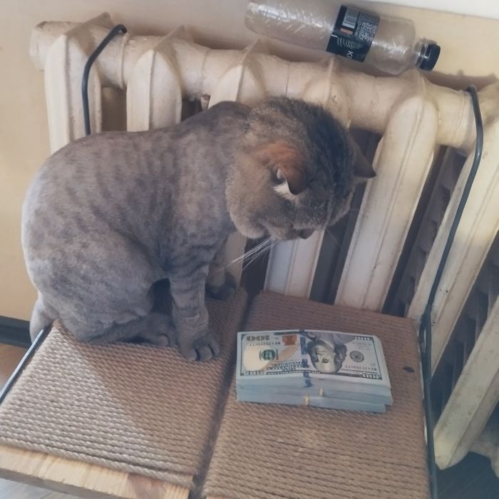 Котёнок Котик , шотландец, 3 года