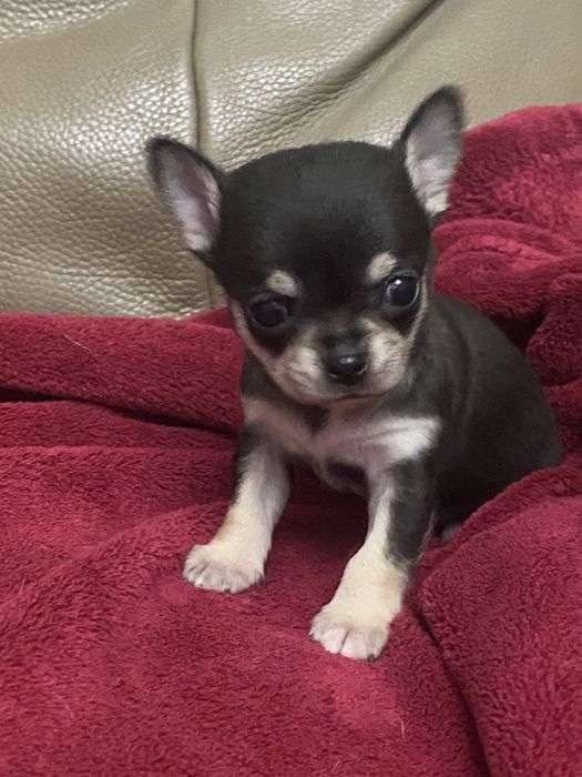 Sympatyczna sunia Chihuahua