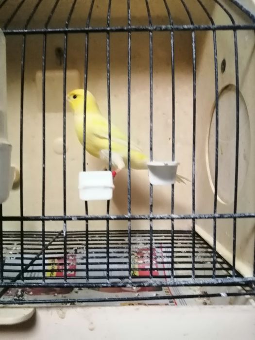 Canários amarelos nevados