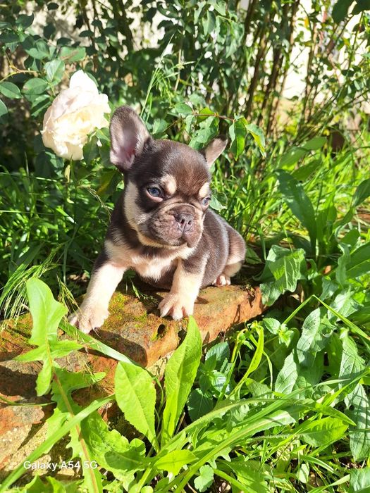 Bulldog Francês Choco Tan Macho