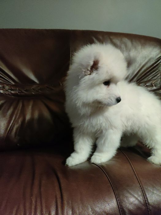 Samojed, biała kropka