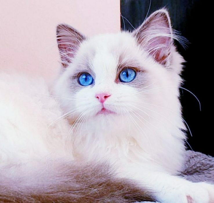 Ragdoll słodkie Koteczki FPL