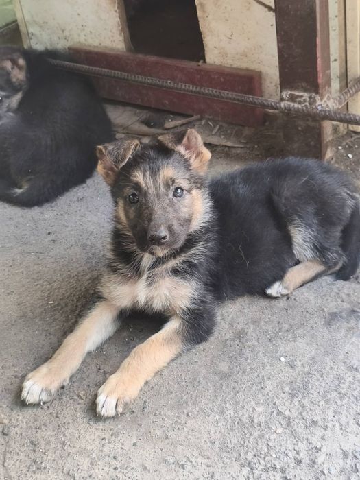 Цуценята німецької вівчарки Одеса