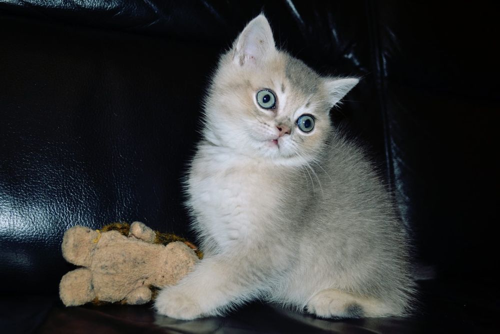 Gatinho British Shorthair Golden Blue