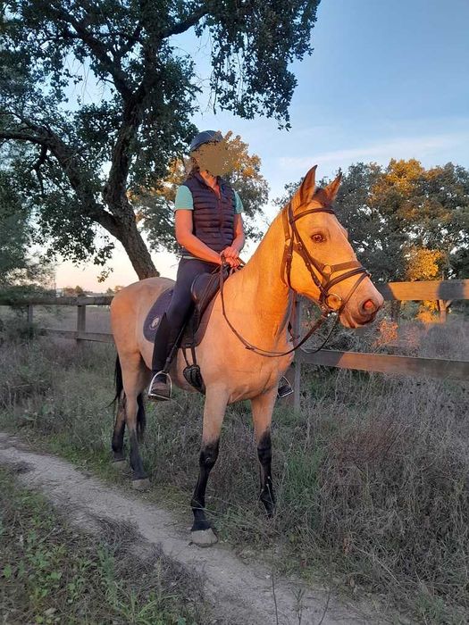 Linda égua cruzada baia montada