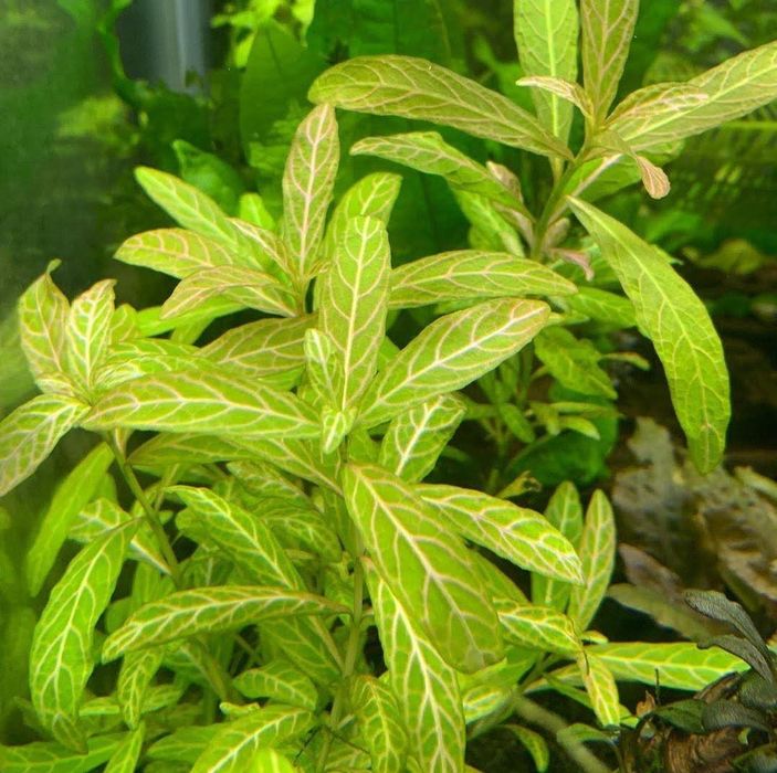 Planta aquario Hygrophila polysperma ‘Sunset