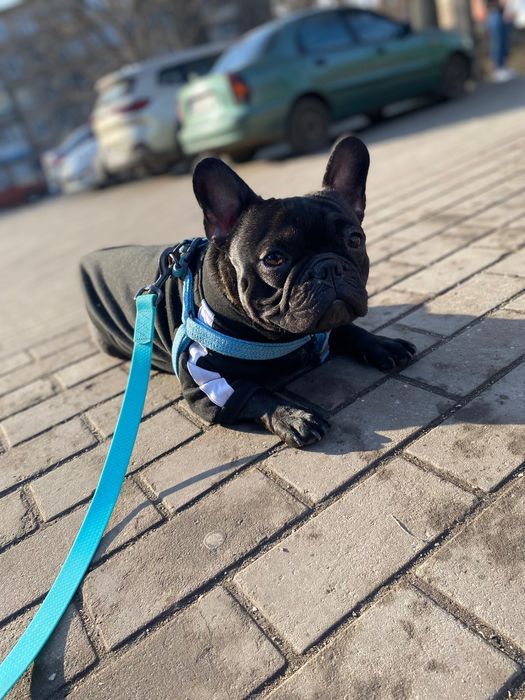 Французский бульдог Стич, ищет себе невесту