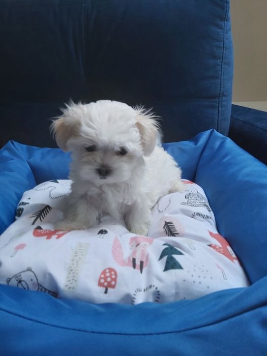 Maltańczyk z rodwowodem