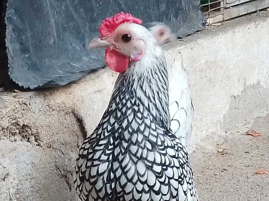 Casal sebright prata