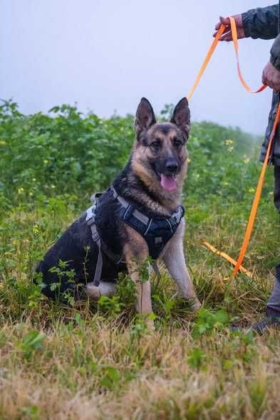 Przyjazna posłuszna Ester szuka domku