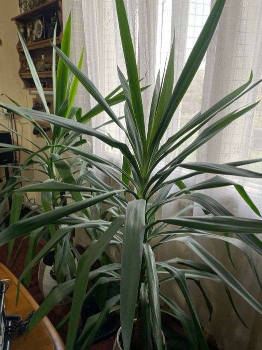 Продам вазон