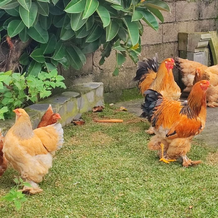 Ovos galados de Brahmas Buff
