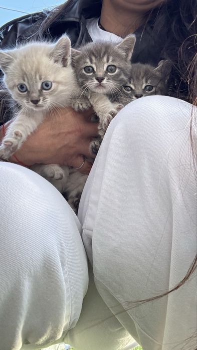 Котики кошенята продам