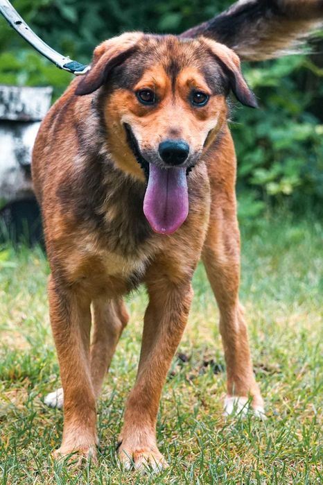 Impuls - młody, duży psiak prosi o dom