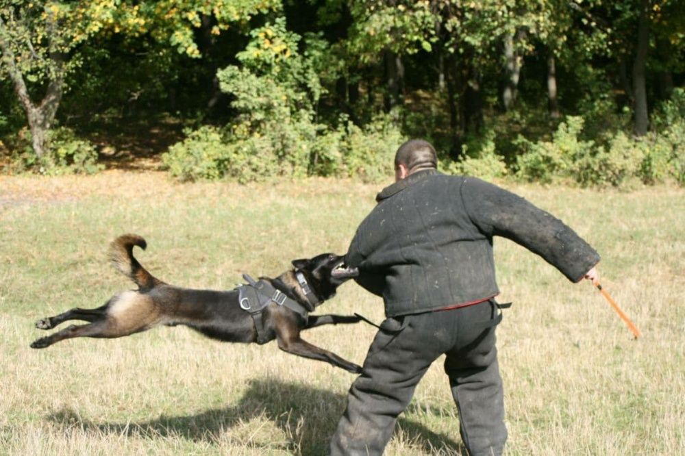 Дрессировка собак