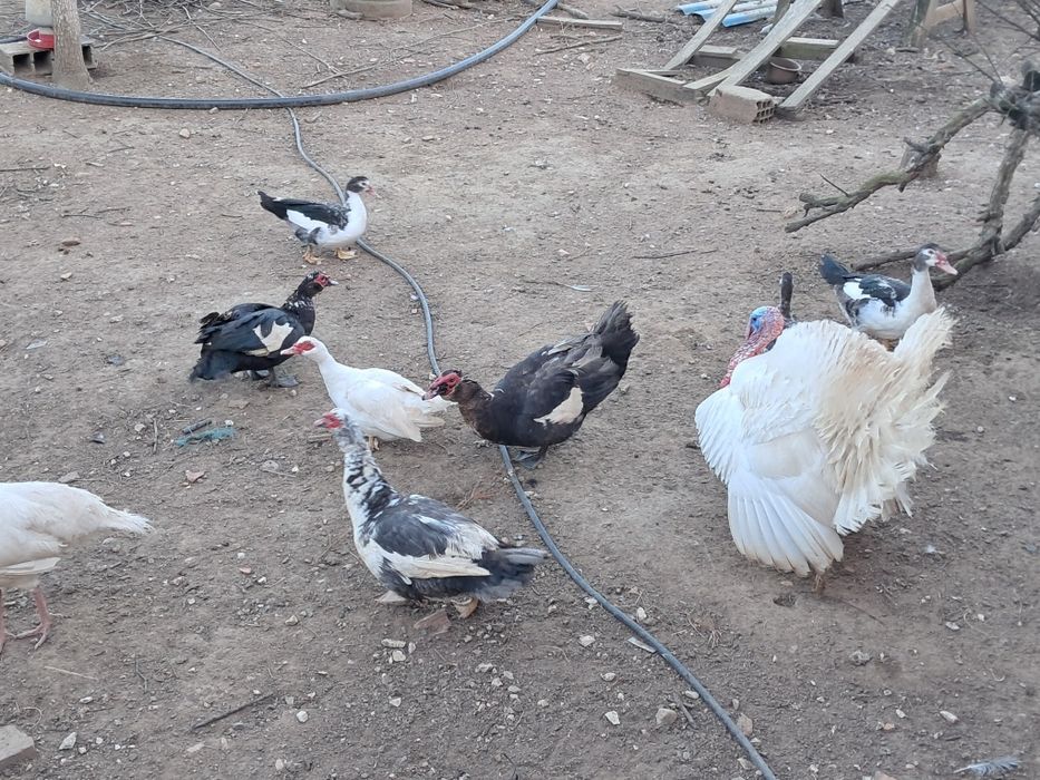 Patos mudos jovens e adultos