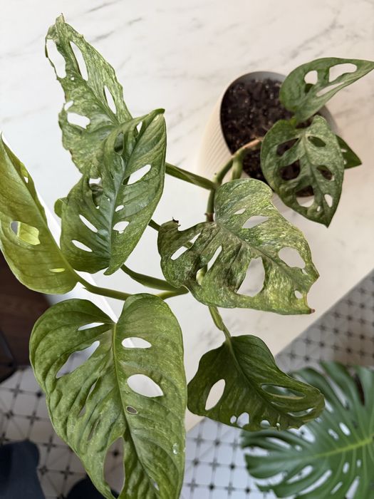Monstera adansonii mint variegata