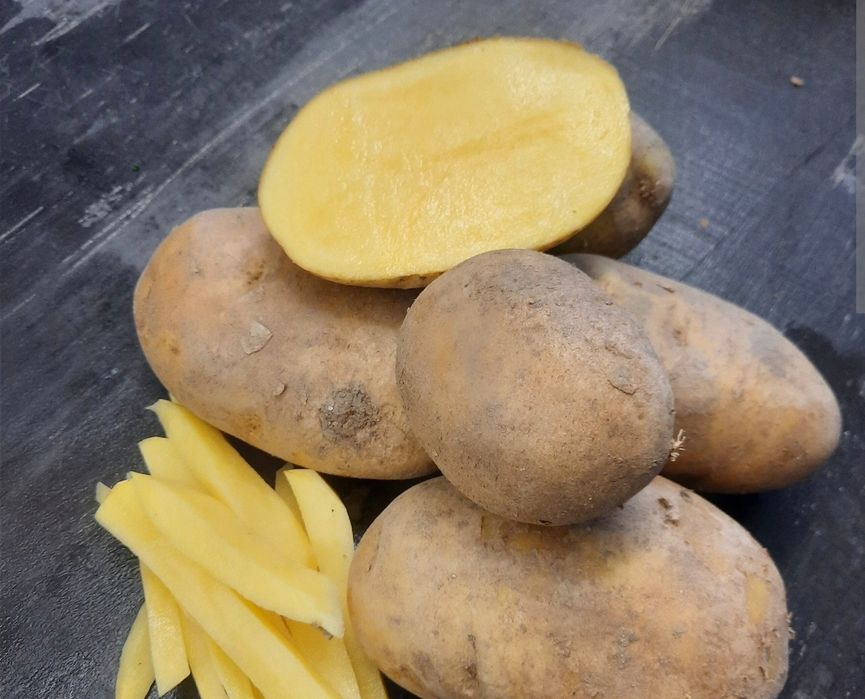 Vendo batata branca Agria