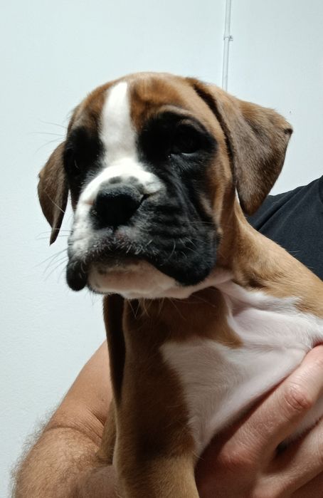 Boxer - Macho Fulvo