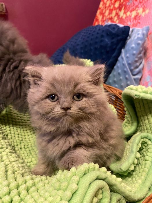 Brytyjska kotka dlugowlosa w kolorze liliowym