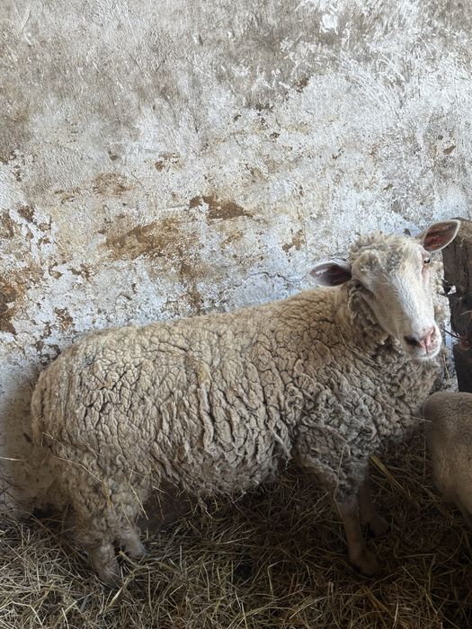Borrega com 1 ano e meio cruzada de charolesa
