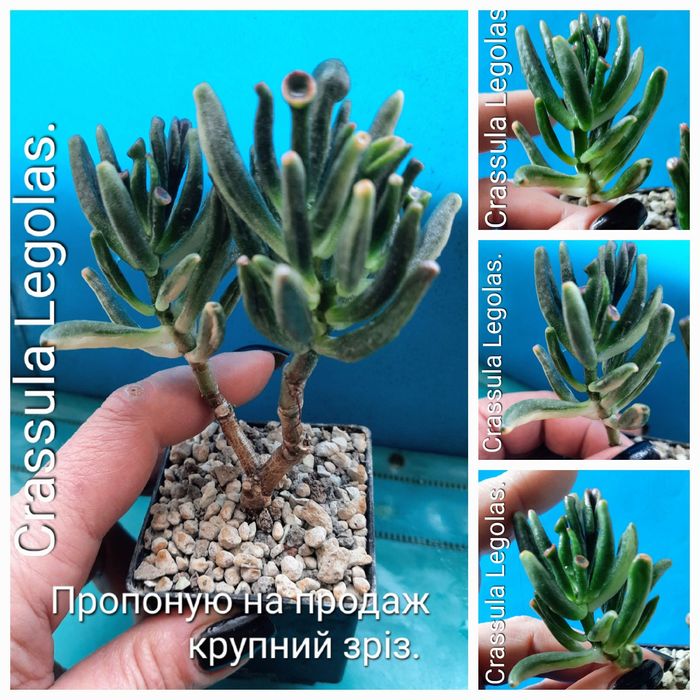 Вариегатные крассулы толстянки денежные деревья суккуленты.