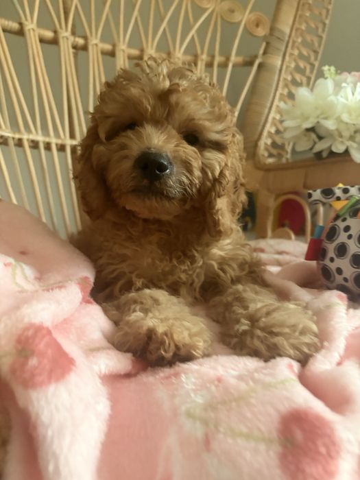 Cavapoo piesek biszkoptowy