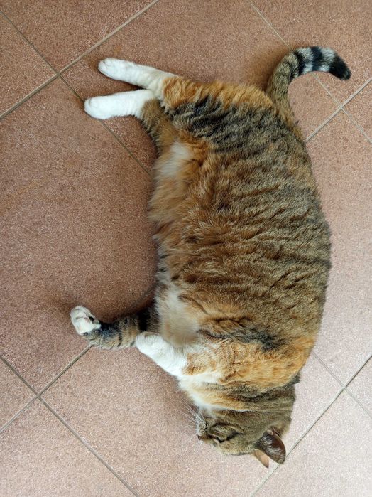 Kotka Tosia 13 letnia PILNE do odbioru okolice Kościerzyny