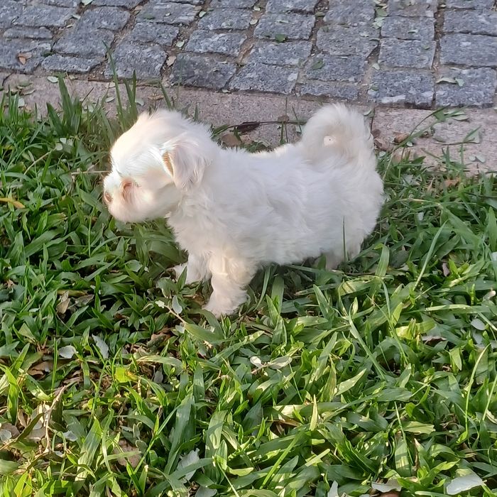 Macho Bichon Maltês