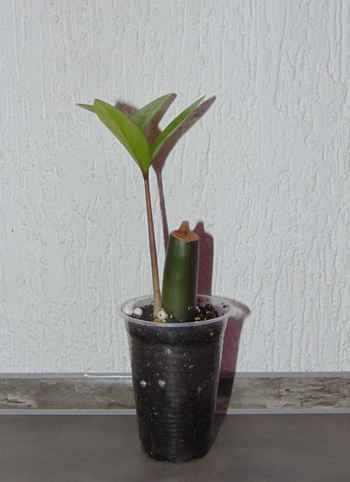 Заміокулькас замієлистий, доларове дерево