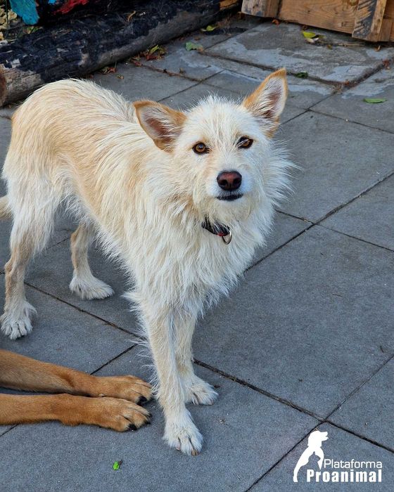 BARONESA - Cadelinha para Adoção