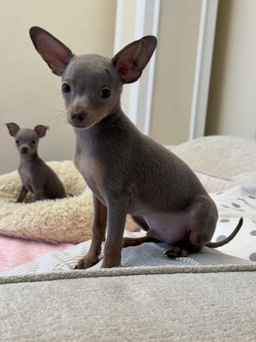 Вязка той терьер